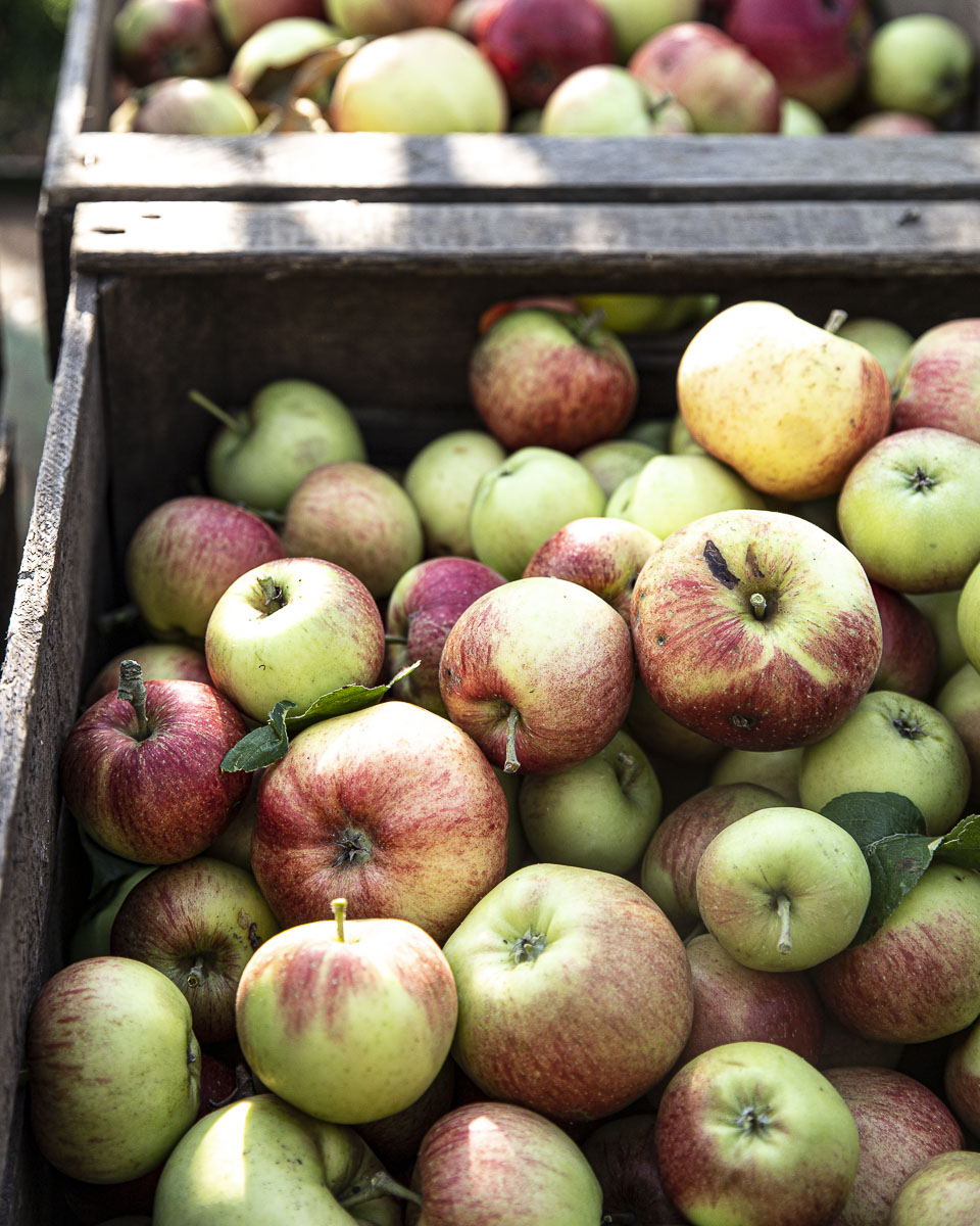 Alles über Äpfel – Lieblings Apfel Rezepte und alles über Erntezeit, Lagerung, Apfelsorten